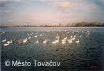 Tovačov, Tovačovské rybníky